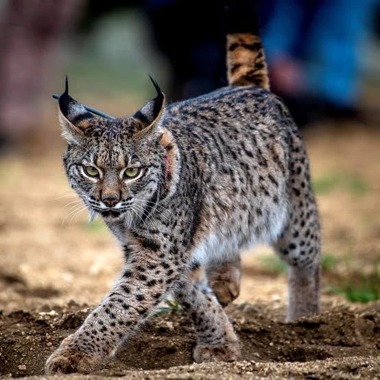 Lynx ibérique : le prédateur en sursis