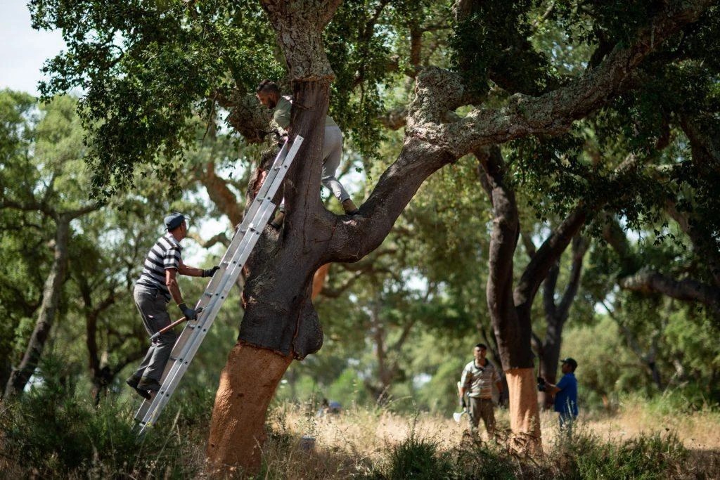 Le liège, entre tradition et exploitation
