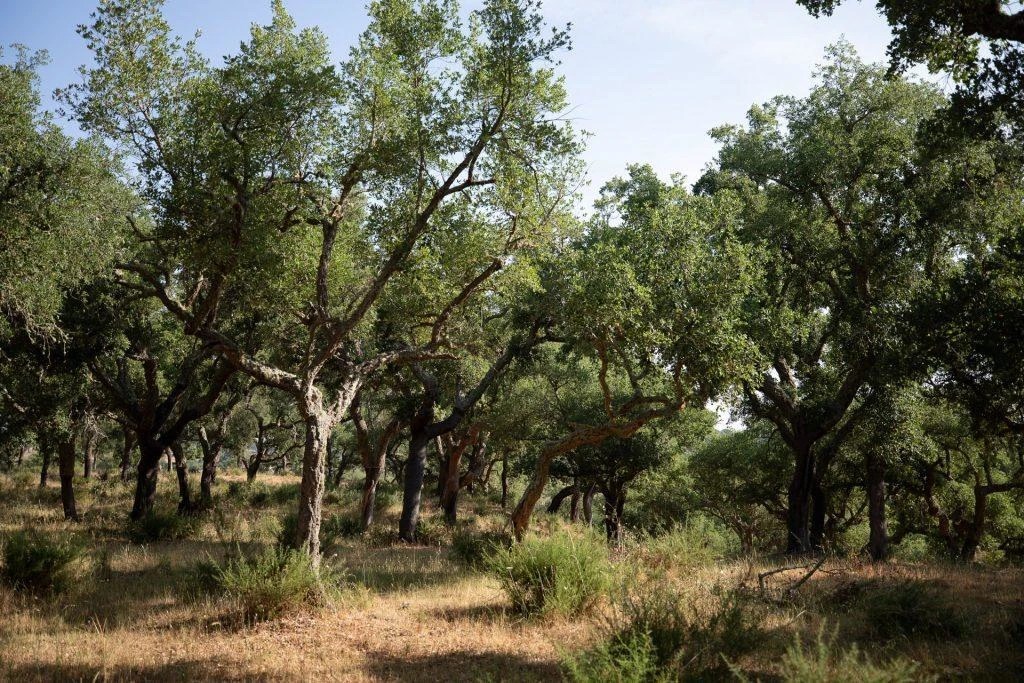 Forêt de liège : un écosystème qui résiste