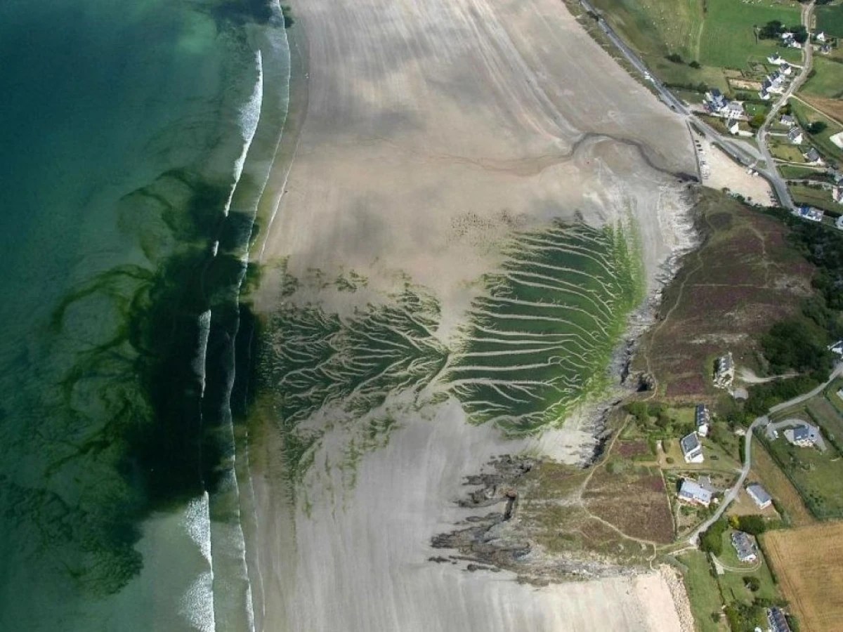 eutrophisation ou Marées vertes : la plaie bretonne